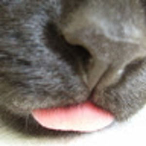 Meet your Posher, Spacecat